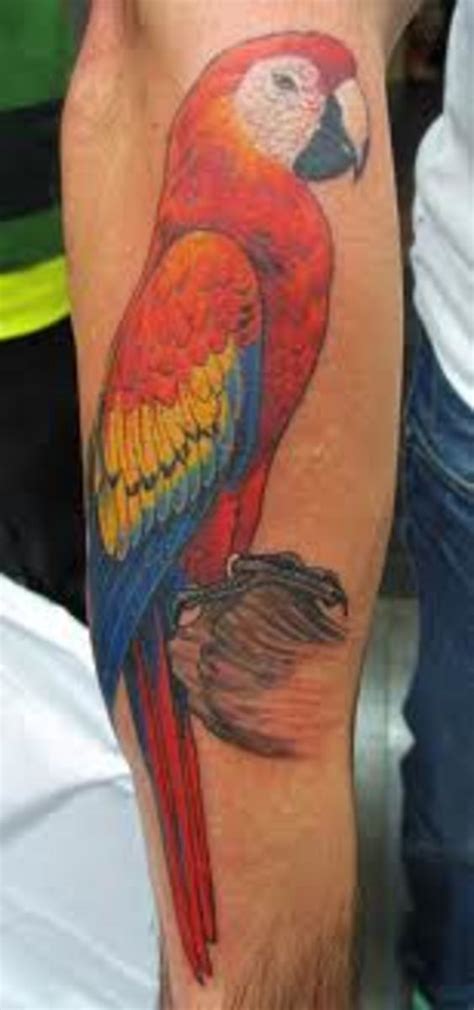 tattoos of parrots